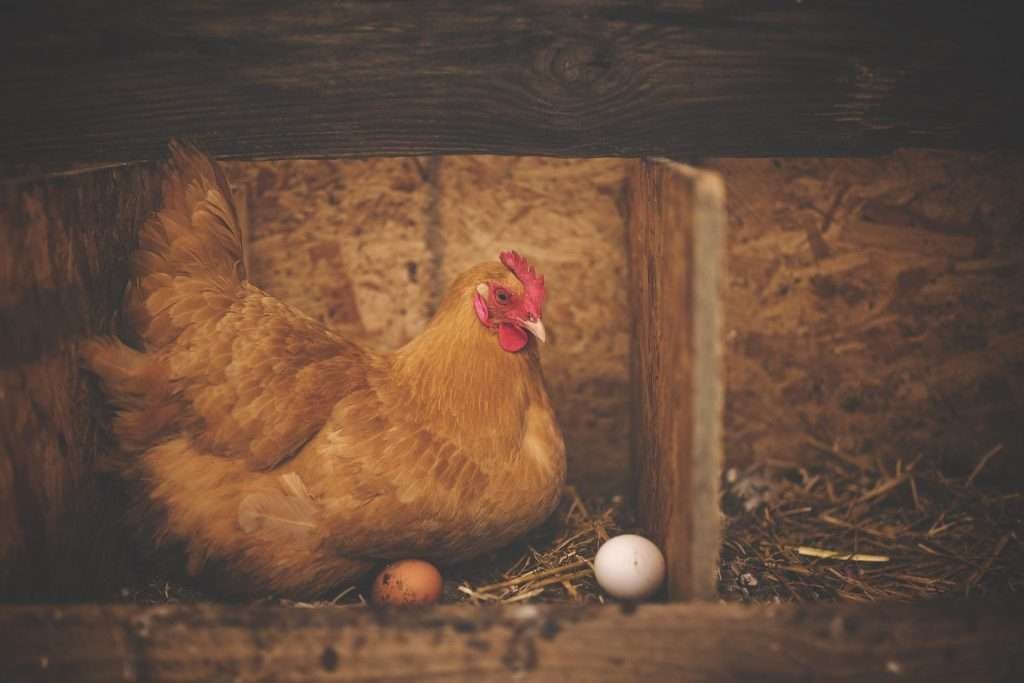what is the best bedding for chickens