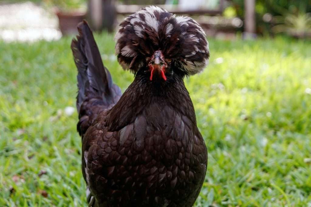 polish chickens for sale