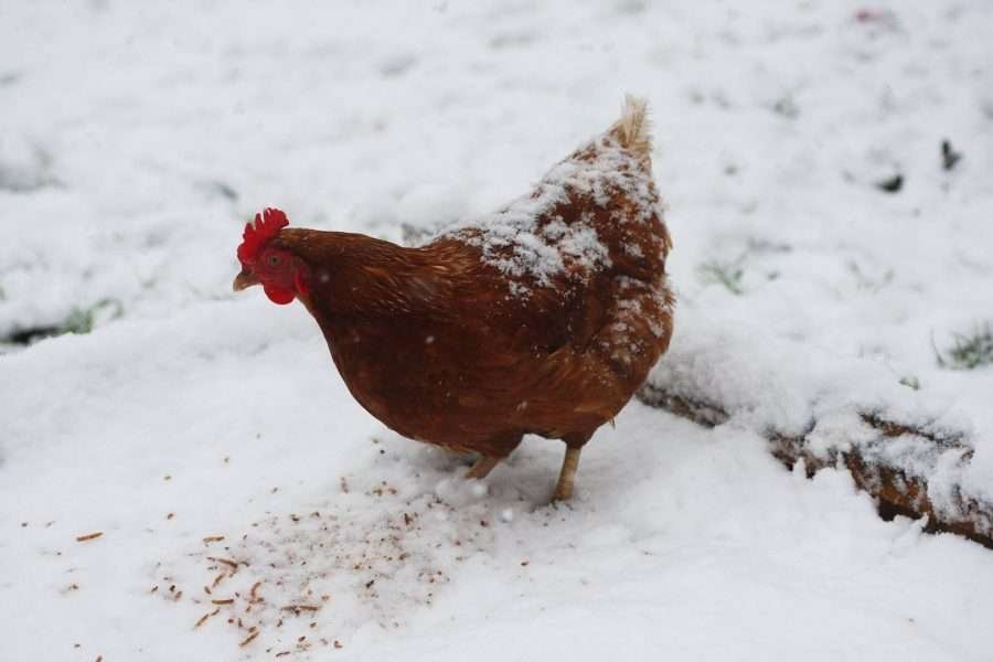 how cold can chickens tolerate