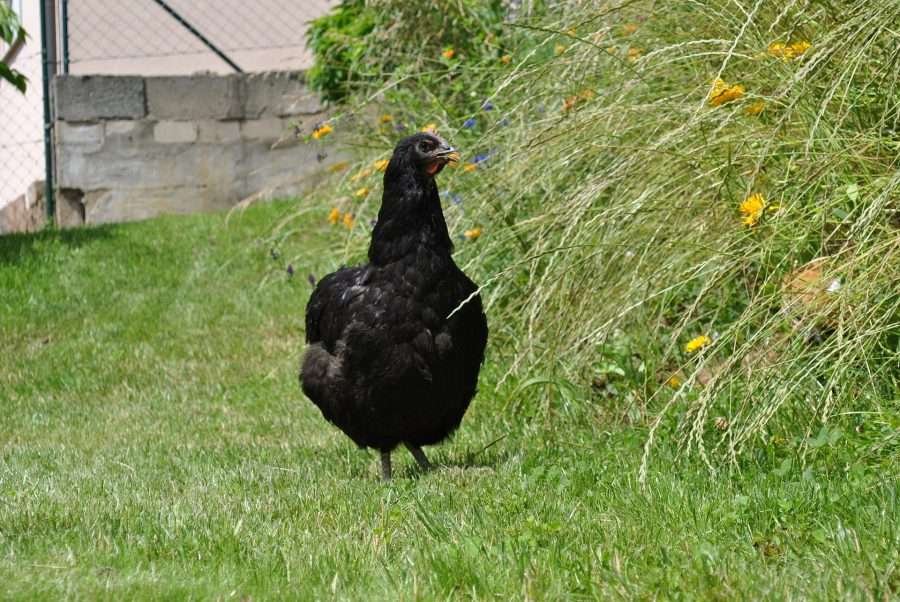 jersey giant chicken