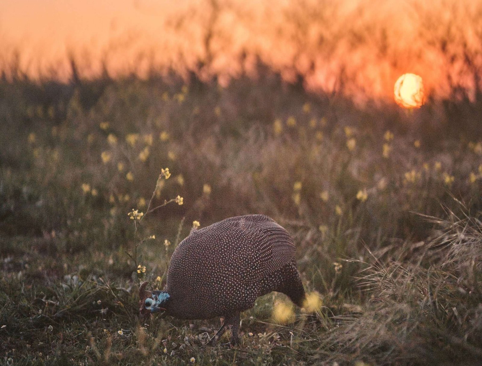 Guinea Hens (Fowl) A comprehensive guide My Chicken Guide
