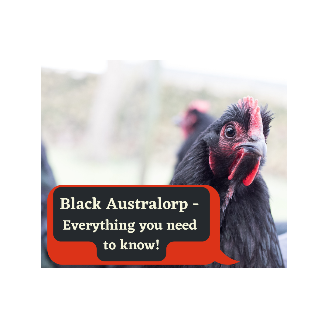 black australorp
