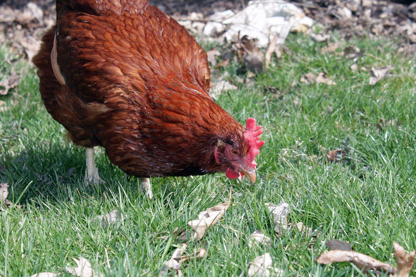 Rhode Island Red The Full Guide in 2024 My Chicken Guide