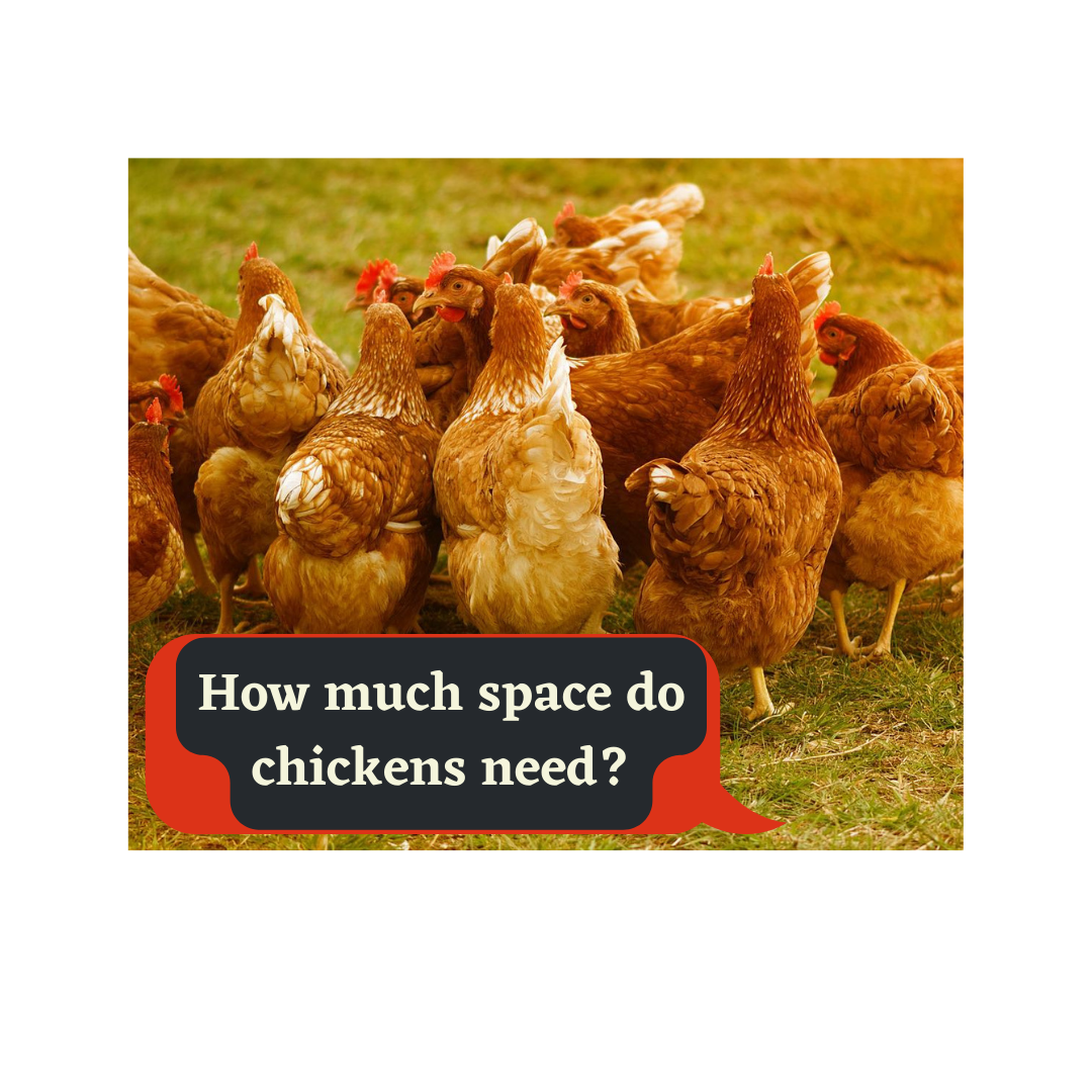 How Much Space Do Chickens Need Keep Your Flock Happy And Healthy 