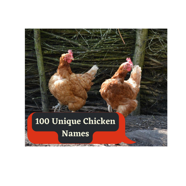 chicken names