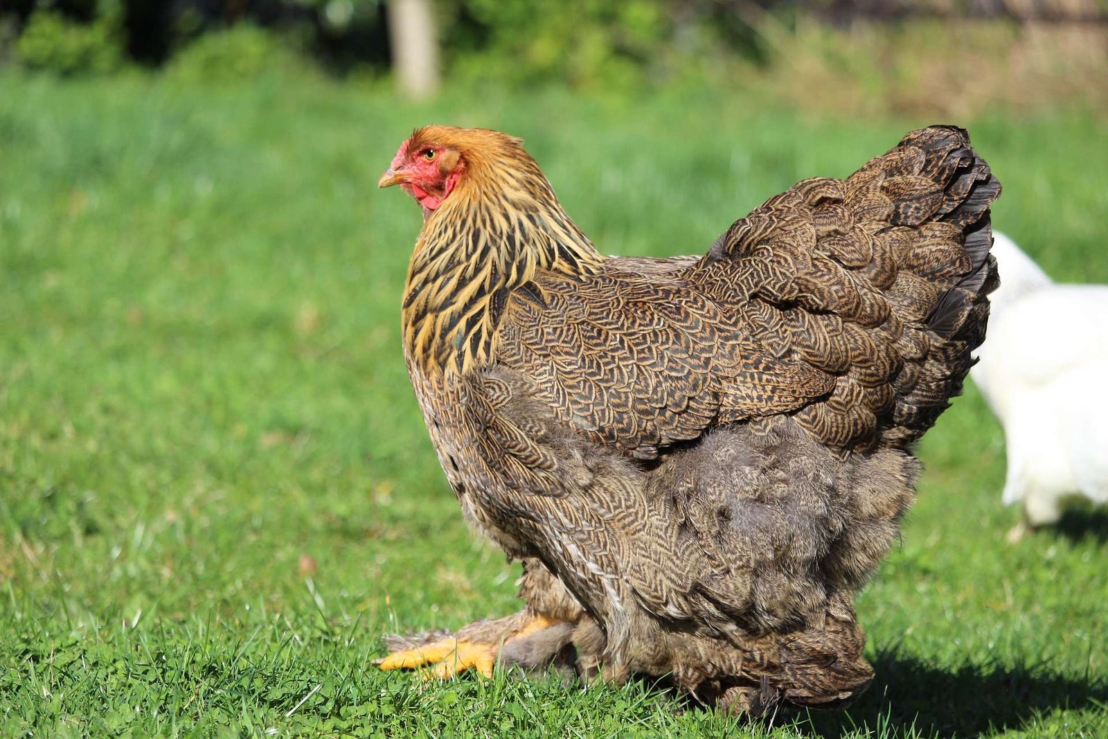 Brahma Chicken: The Total Guide. - My Chicken Guide