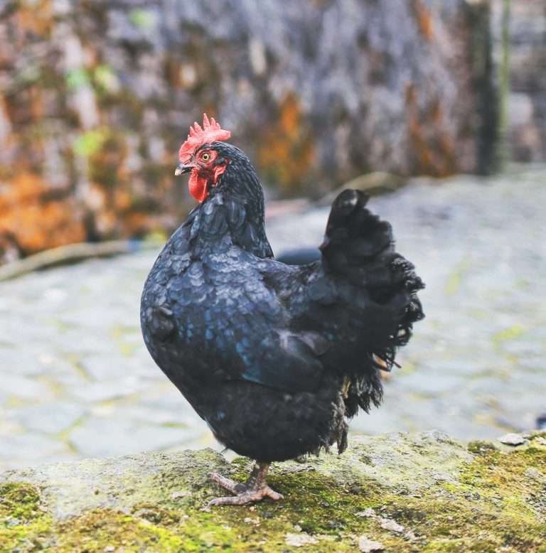 How to keep hawks away from chickens? The 10 best and proven methods