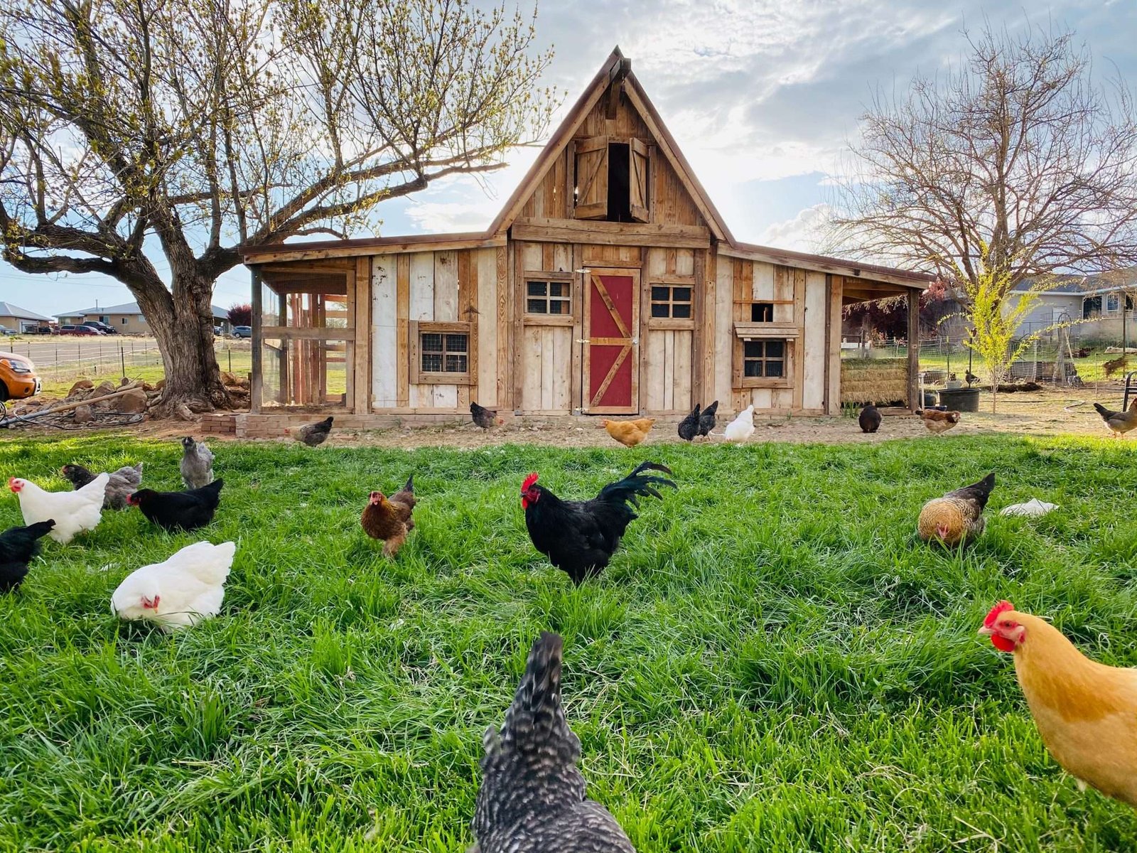 Coops And Plans My Chicken Guide