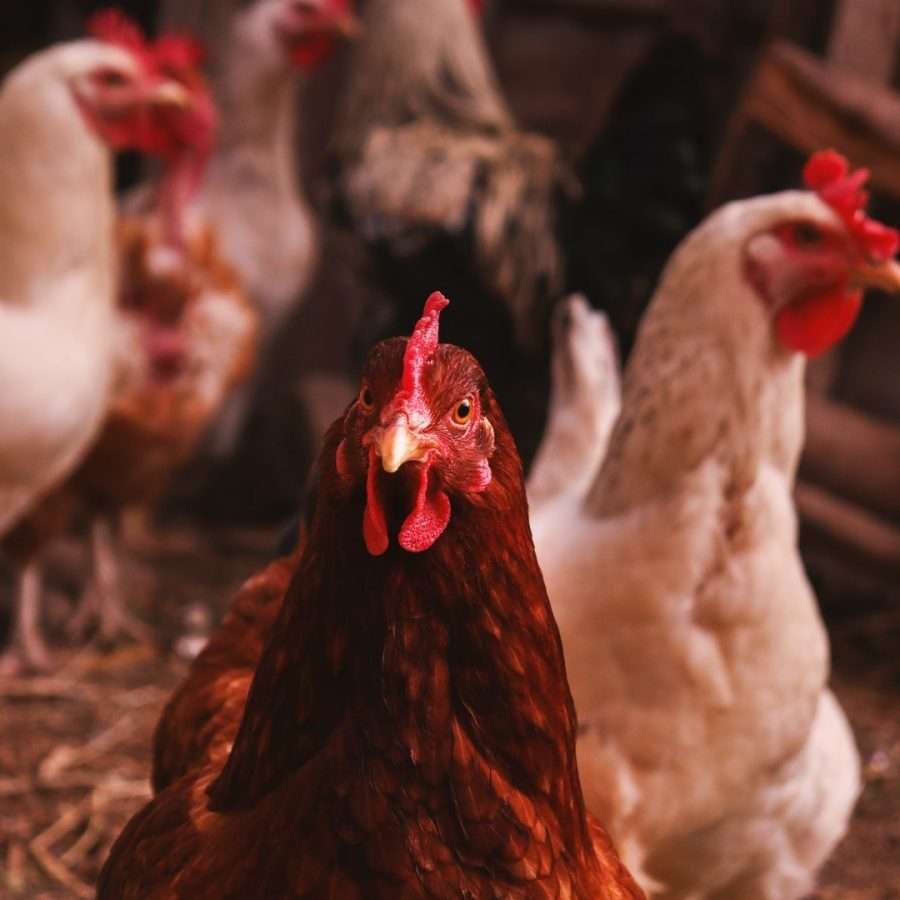 How Long Do Chickens Live The 15 Most Popular Breeds Reviewed My Chicken Guide 