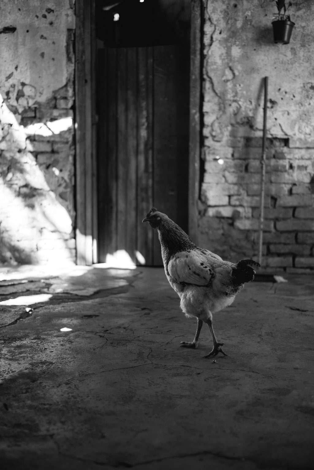 What is the Best Ground Cover for a Chicken Run in 2024. The 10 Most