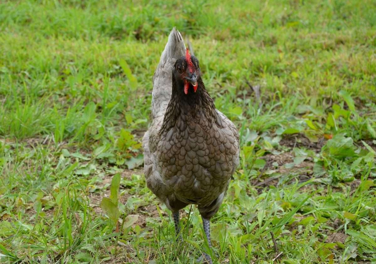 Sapphire Gem Chicken - All You Should Know About This Beautiful Breed ...