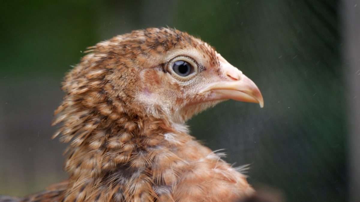 Bielefelder Chicken - German Excellence in a Chicken! - My Chicken Guide