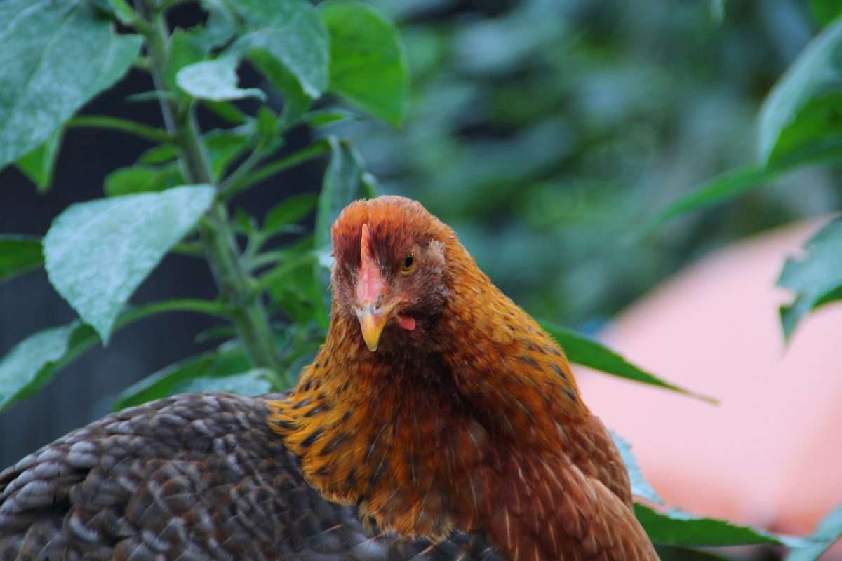 Bielefelder Chicken - German Excellence In A Chicken! - My Chicken Guide