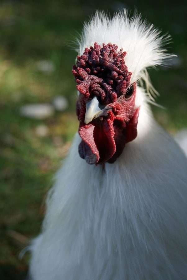 The Silkie Rooster Silkie Rooster Vs Hen And All You Should Know About Keeping Them My