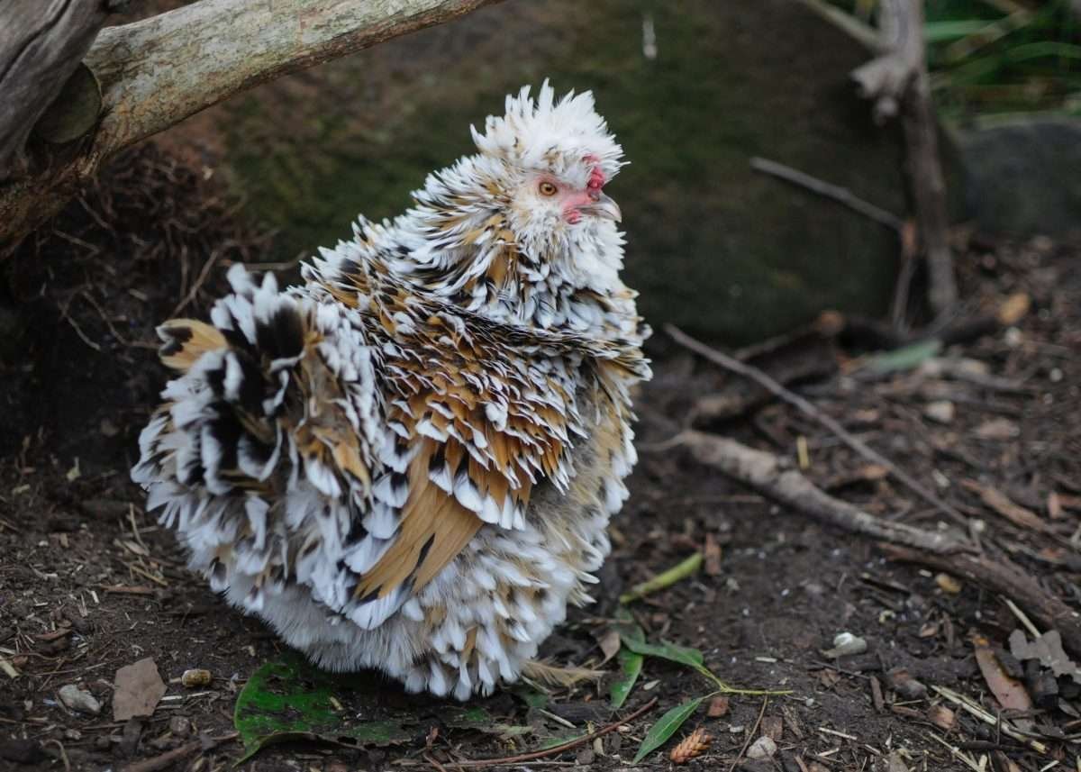 frizzle chickens