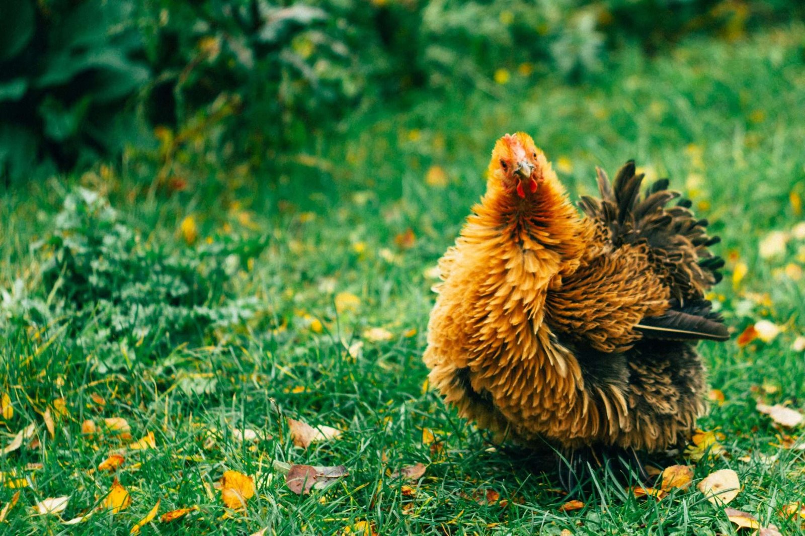 Top 10 Gorgeous Chickens with Feathered Feet! - My Chicken Guide