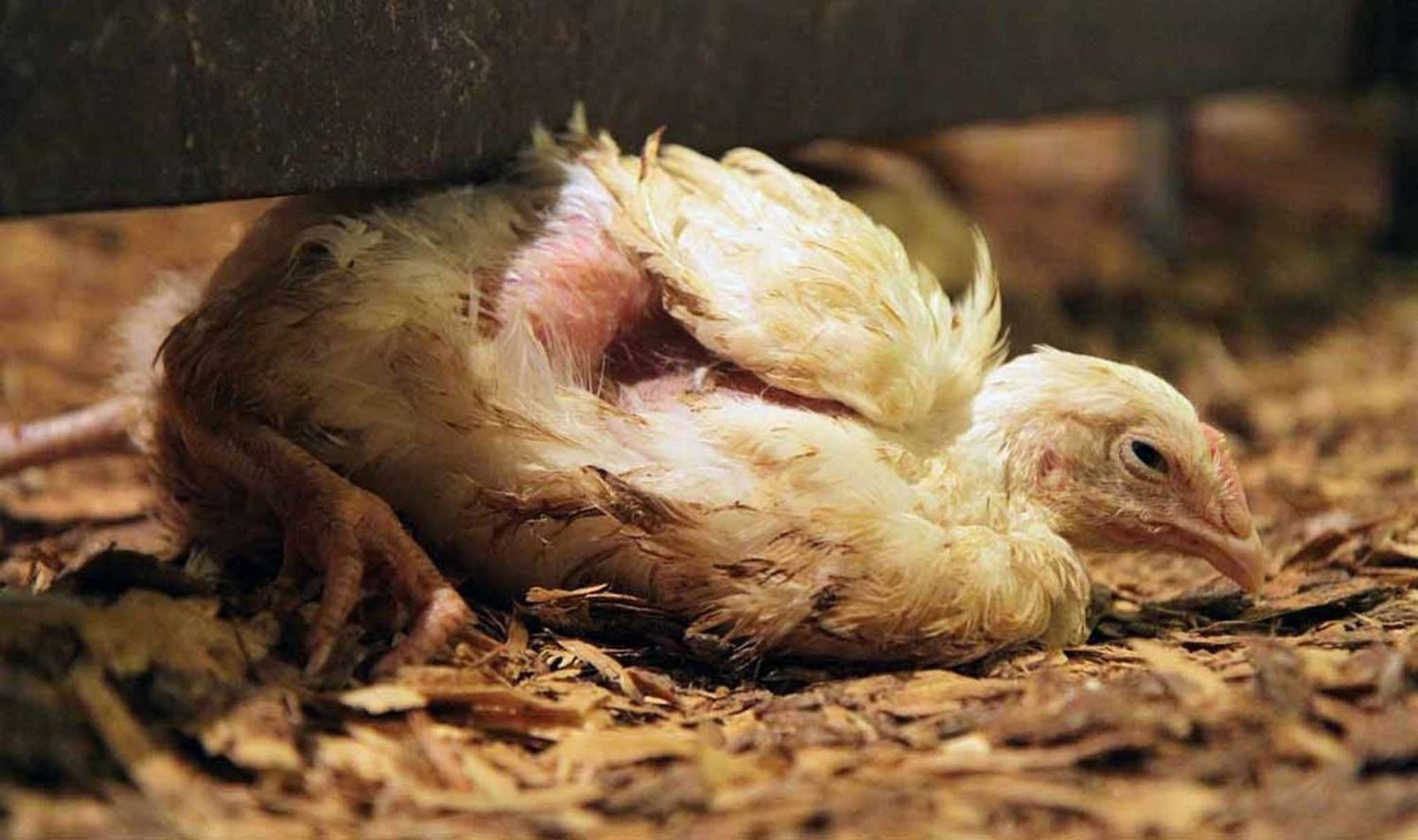 coccidiosis-in-chickens-causes-recommended-treatment-and-prevention