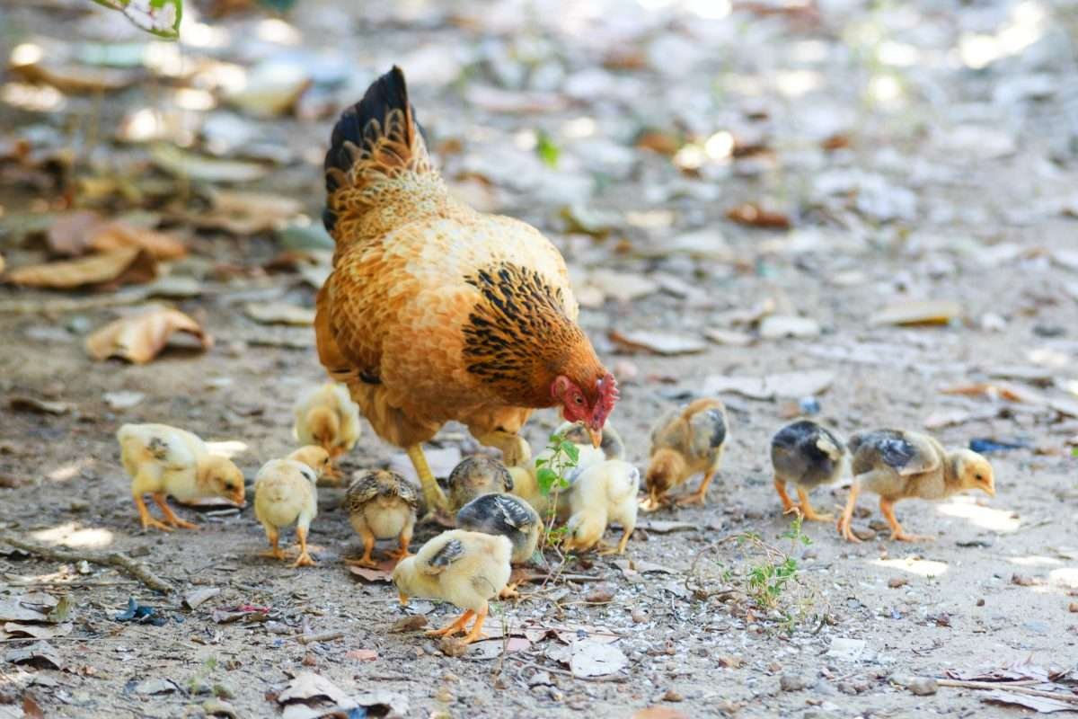 buying chickens